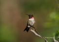 Ruby-throated-Hummingbird;Hummingbird;Archilochus-colubris;One;one-animal;avifa
